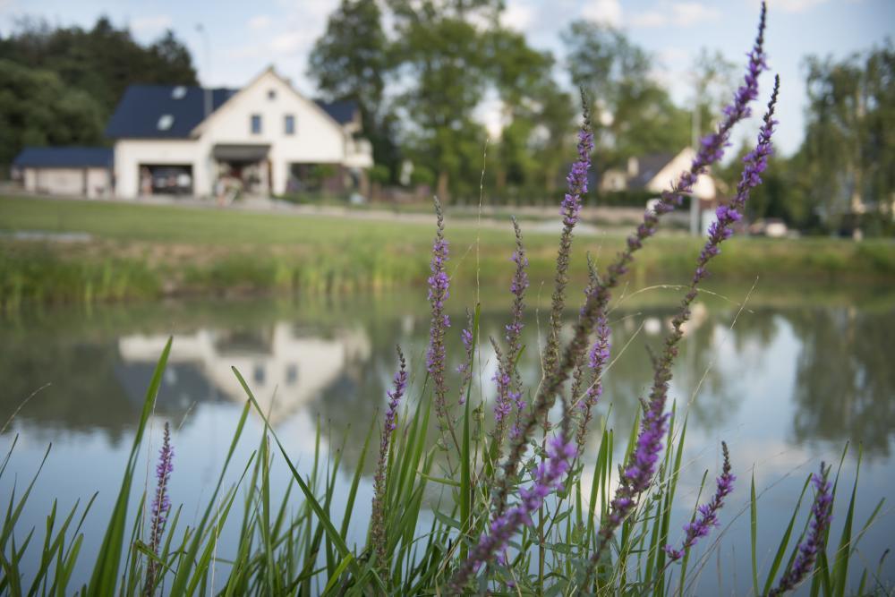 Apartamenty U Harrego I Przy Stawie Spa Z Klimatyzacja, Balia, Sauna, Ogrodem I Parkingiem Kudowa-Zdrój Exterior foto
